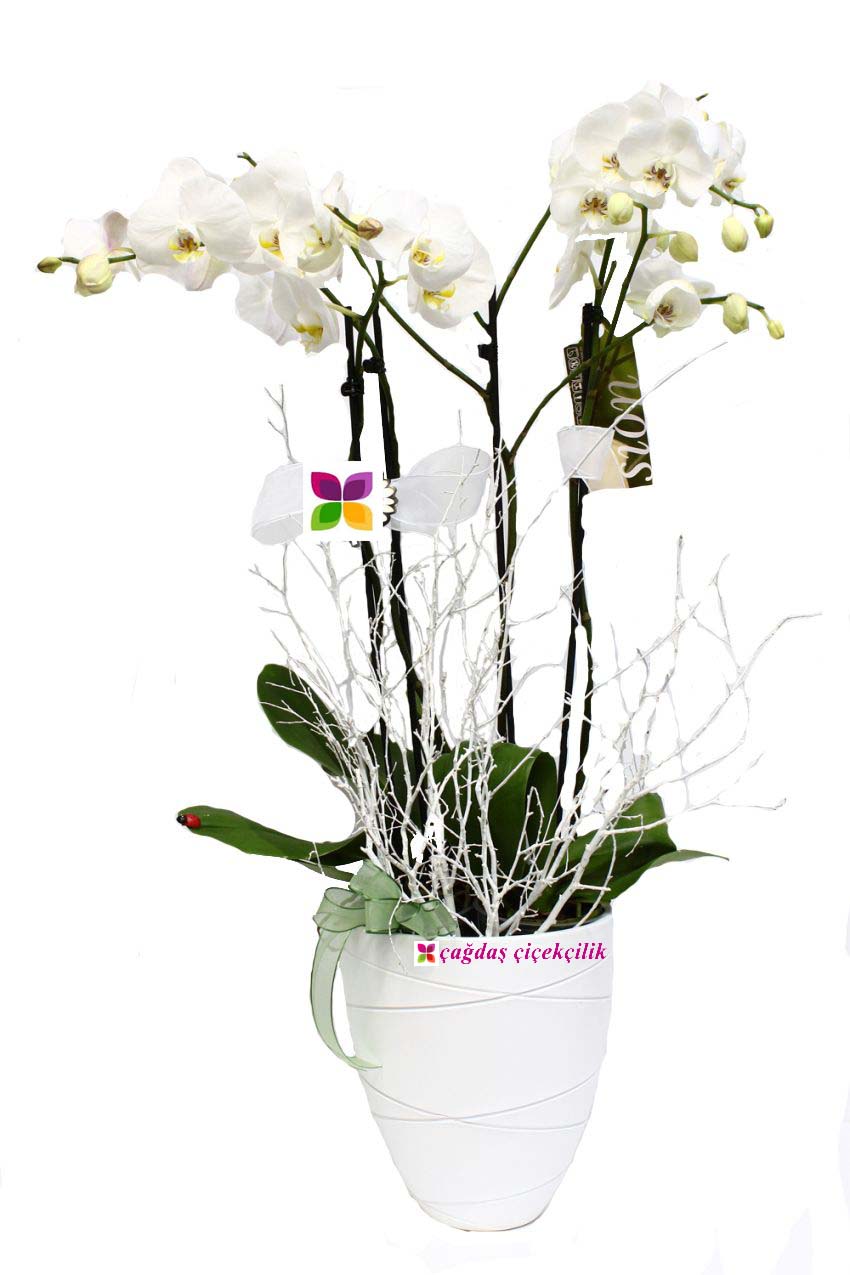 Beyaz Orkide Çiçeği Gönder