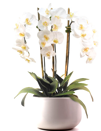Beyaz Orkide (2 saksı 4 dal)
