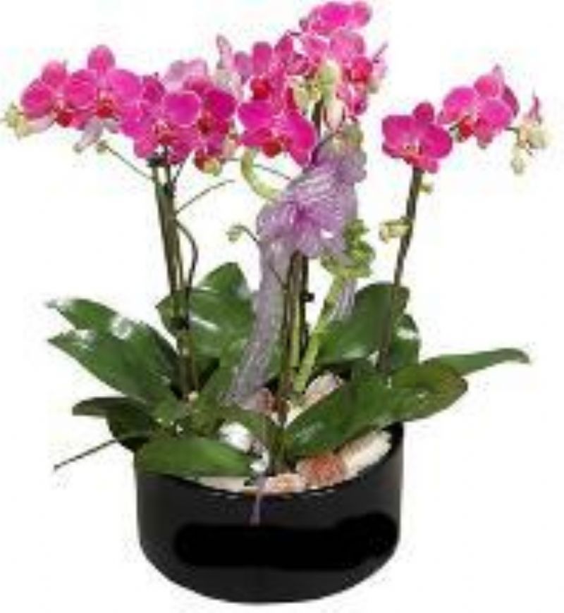 Orkide Bitkisi ( 4 saksı orkide 8 dal)